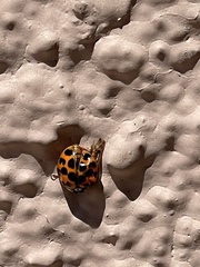 Harmonia axyridis