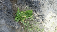 Solidago azorica
