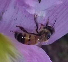 Apis mellifera