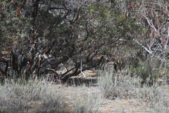 Arctostaphylos pringlei