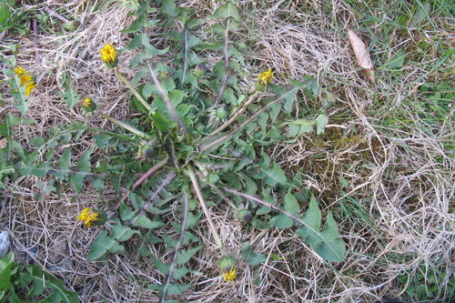 purple-stalked dandelion (Taraxacum subxanthostigma)