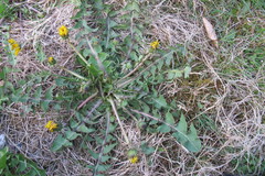 Taraxacum subxanthostigma