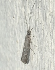 Leptoceroidea