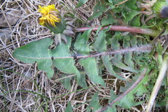 Taraxacum subxanthostigma