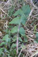 Taraxacum subxanthostigma