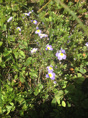 Porterella carnosula