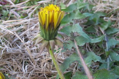 Taraxacum subxanthostigma