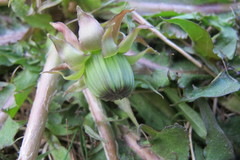 Taraxacum subxanthostigma