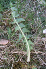 Taraxacum subxanthostigma