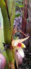 Maxillaria guareimensis