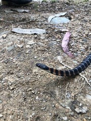 Erythrolamprus epinephalus pseudocobella