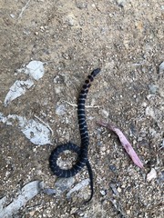 Erythrolamprus epinephalus pseudocobella