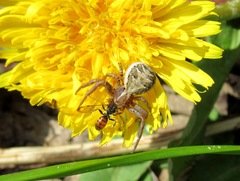 Nomada fuscicornis
