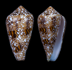 Conus canonicus