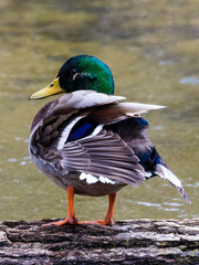 Anas platyrhynchos