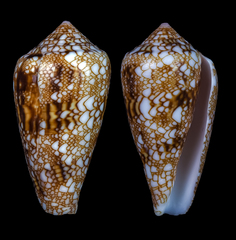 Conus canonicus