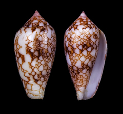 Conus canonicus