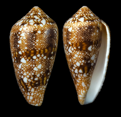 Conus canonicus