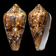 Conus canonicus