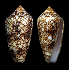 Conus canonicus