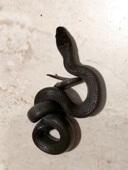 Lycodonomorphus inornatus