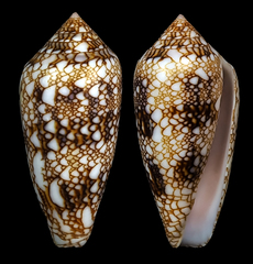 Conus canonicus