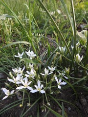 Ornithogalum orthophyllum