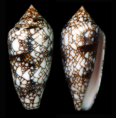 Conus canonicus