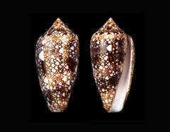 Conus canonicus