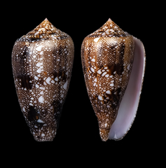 Conus canonicus