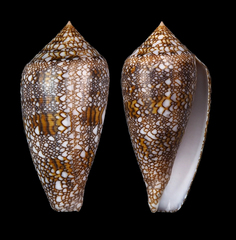 Conus canonicus