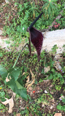 Arum dioscoridis