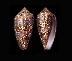 Conus canonicus