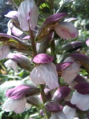 Acanthus mollis