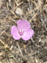 Calochortus splendens