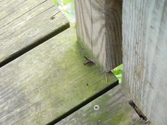 Ancistrocerus spinolae