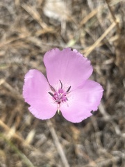 Calochortus splendens