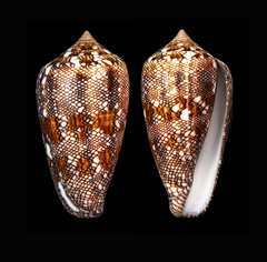 Conus canonicus