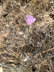 Calochortus splendens