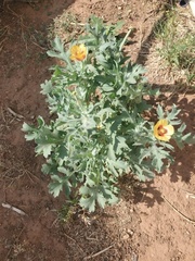 Glaucium corniculatum