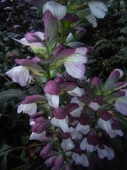 Acanthus mollis