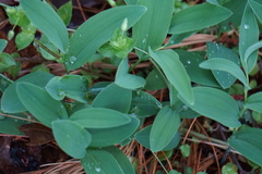 Polygonatum biflorum