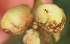 Neuroterus quercicola