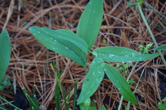 Polygonatum biflorum