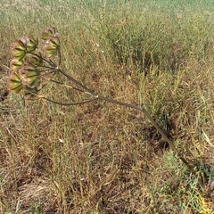 Prangos