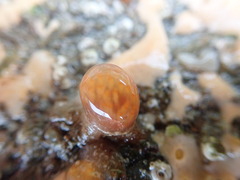 Morchellium argus