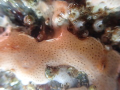 Lissoclinum perforatum