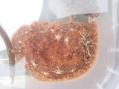 Geitodoris planata