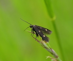 Parascythris muelleri
