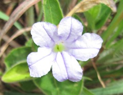 Ruellia cordata